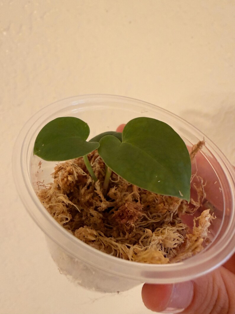 Anthurium Zara x Michelle F2 doc block x Anthurium luxurians seedlings zdjęcie 4