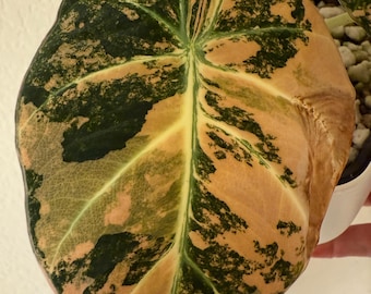Alocasia black velvet gold CORM