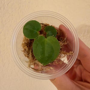 Anthurium Zara x Michelle F2 doc block x Anthurium luxurians seedlings zdjęcie 3