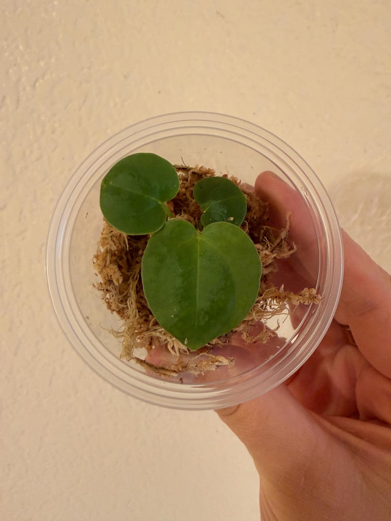 Anthurium Zara x Michelle F2 doc block x Anthurium luxurians seedlings zdjęcie 3