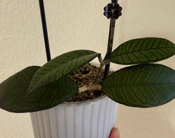 Hoya ganung gading; unrooted, one node cutting