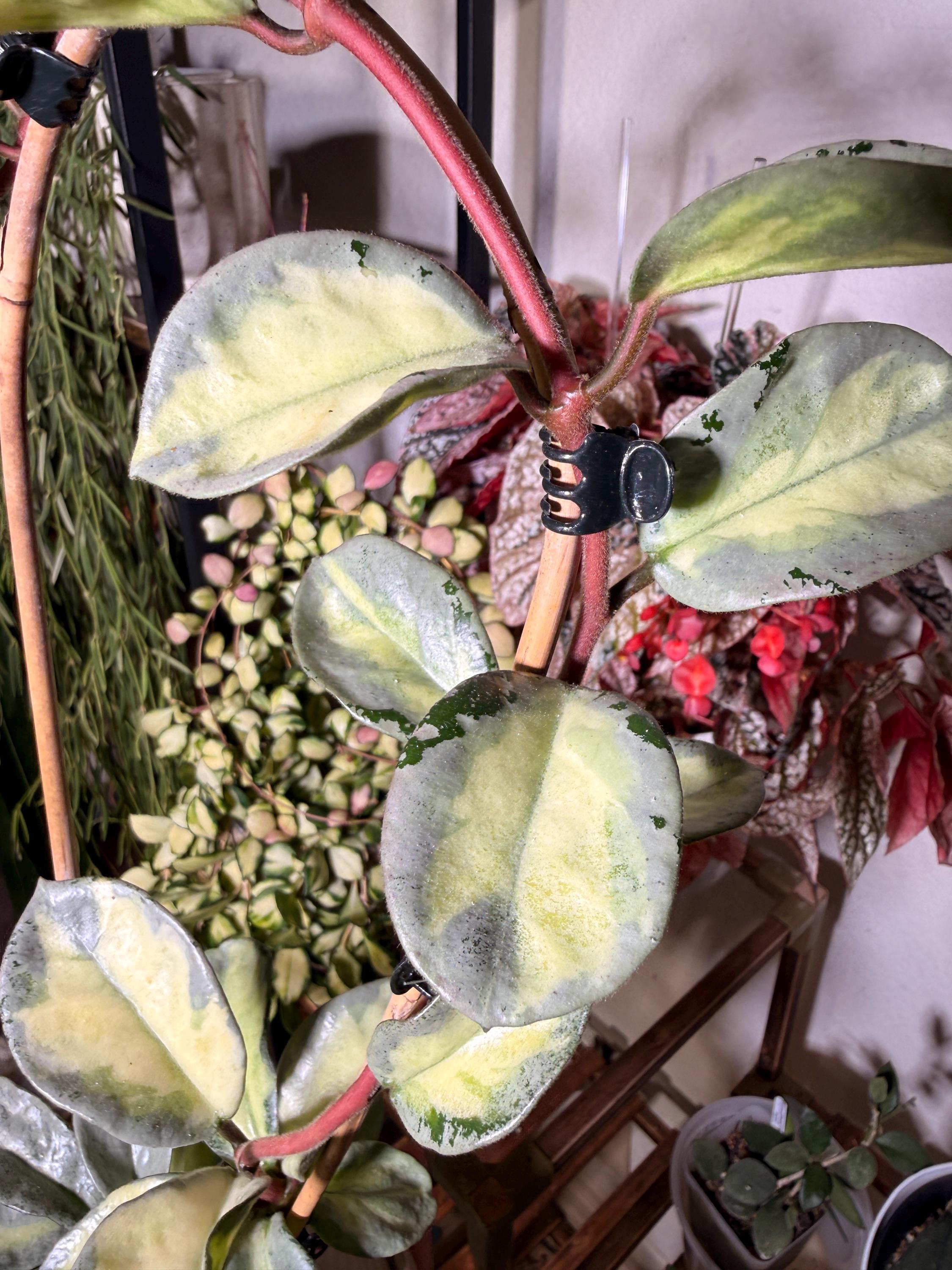 Hoya Argentea Princess - Etsy