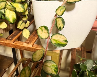 Hoya mathilde inner variegated; unrooted cutting