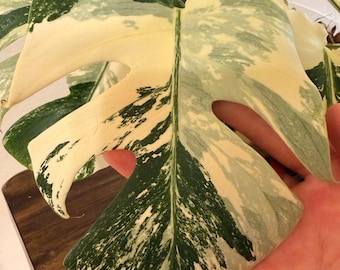 Monstera albo high variegation cuttings