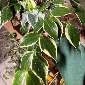 Hoya polyneura outer variegated; Albo fishtail Hoya; One node cutting