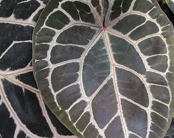 Anthurium Zara x Michelle F2 doc block x Anthurium luxurians seedlings