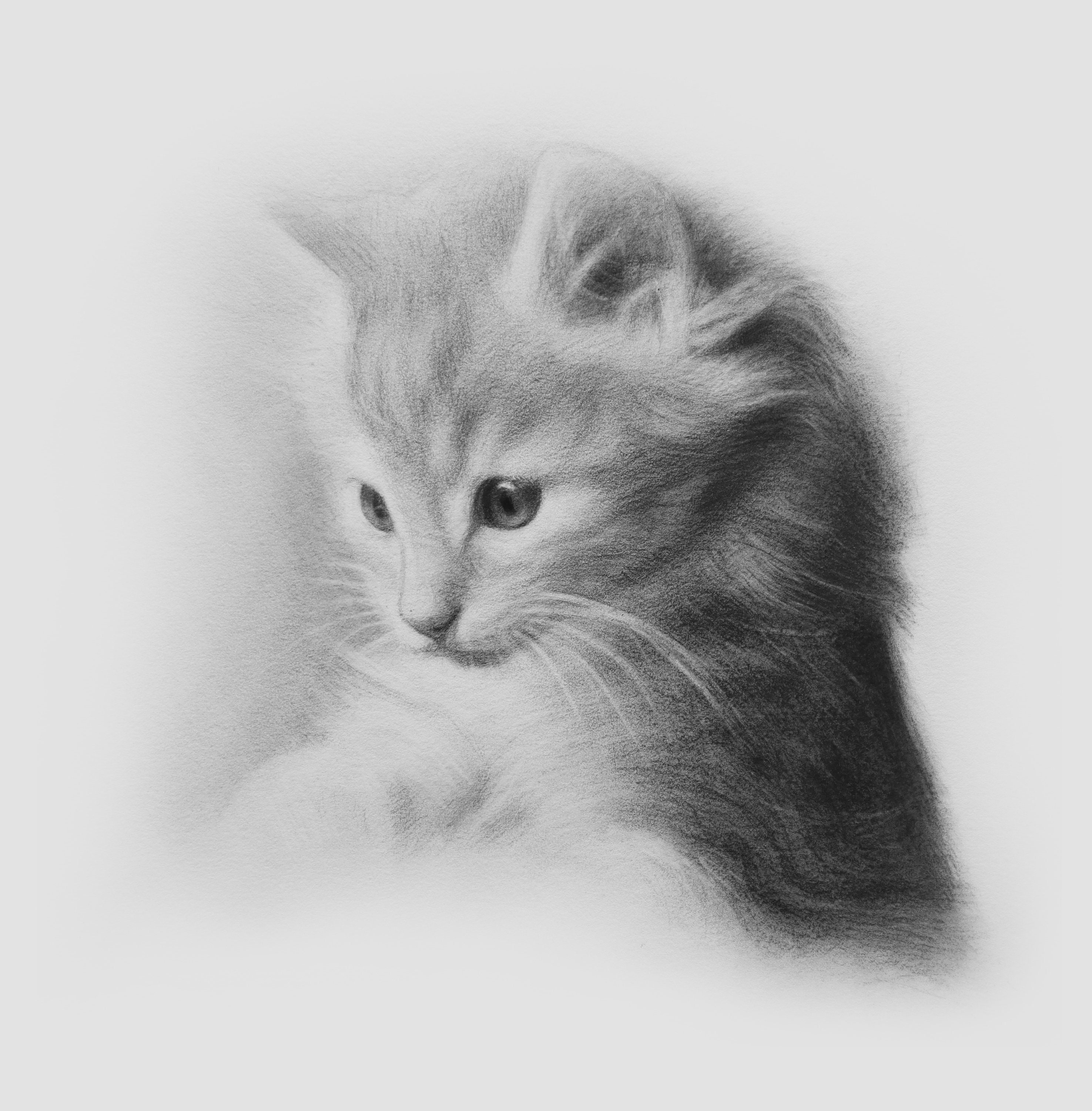 Cat Pencil Sketch Vector Images over 1500