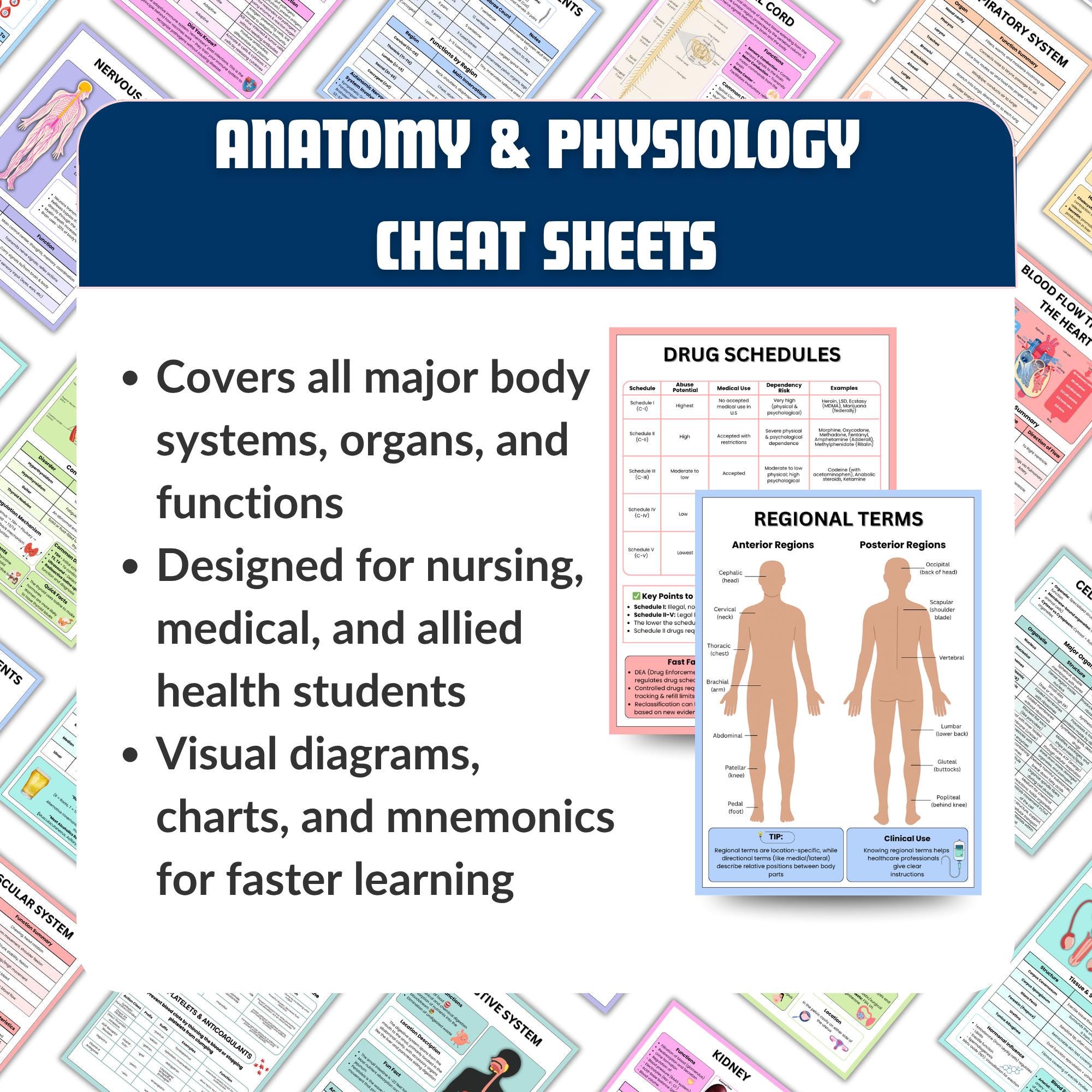 Anatomy & Physiology Study Guide Bundle | Nursing School Notes (PDF) - Etsy
