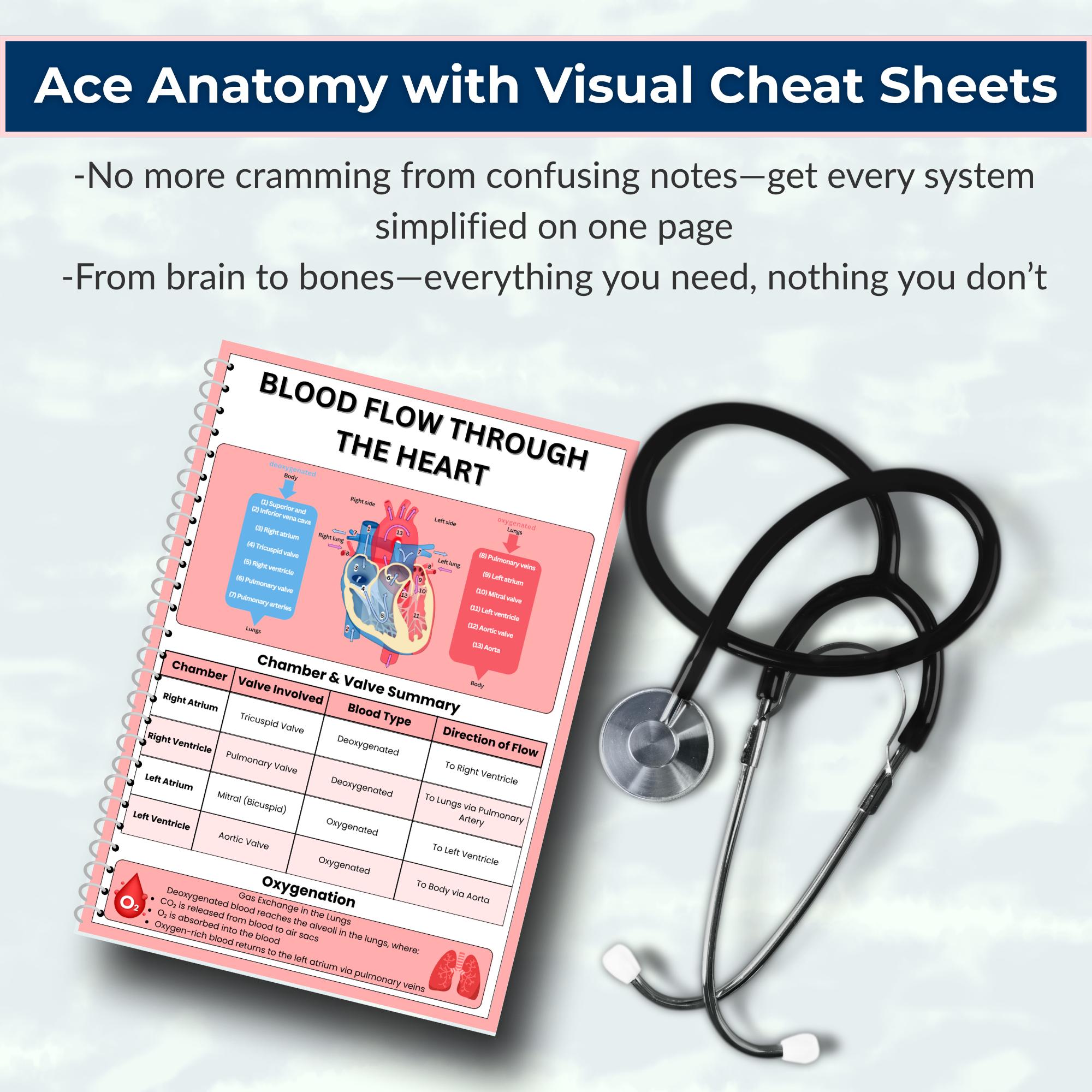 Anatomy & Physiology Study Guide Bundle | Nursing School Notes (PDF) - Etsy