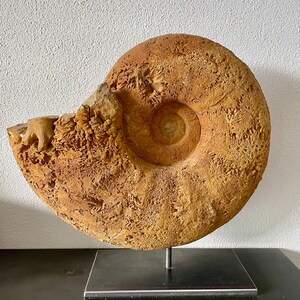 Huge fossil for sale