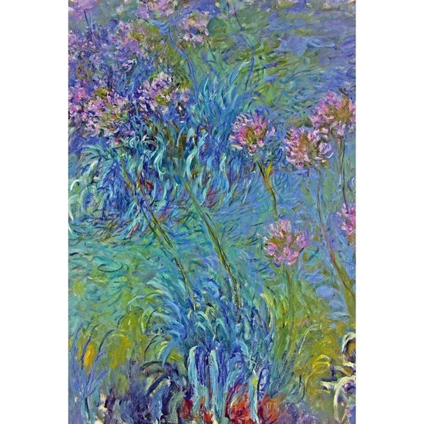 Agapanthus By Monet