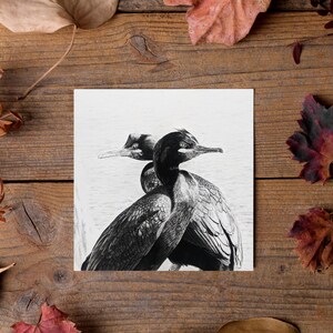 Tarjeta de felicitación con cormoranes europeos, tarjeta con aves marinas, arte original con aves, interior en blanco, tarjeta cuadrada de 5 x 5 pulgadas