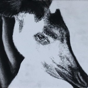 Retrato de okapi de ACEO, arte coleccionable, obra de arte original, 3,5 x 2,5 pulgadas