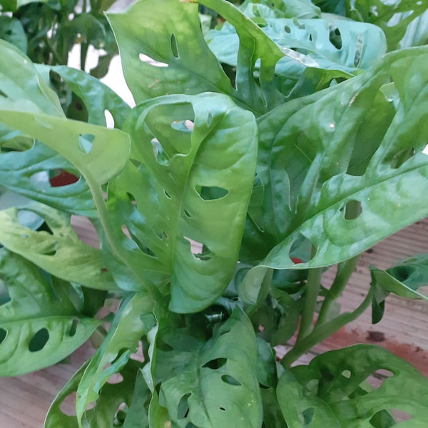 Monstera adansonii/Monkey mask