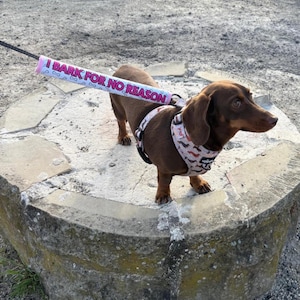 May include: A brown dachshund wearing a patterned harness and a lead with the text "I BARK FOR NO REASON". The dog is standing on a stone structure.