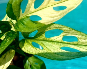 Highly Variegated Monstera Adansonii- Stunning! (2Growth stems)