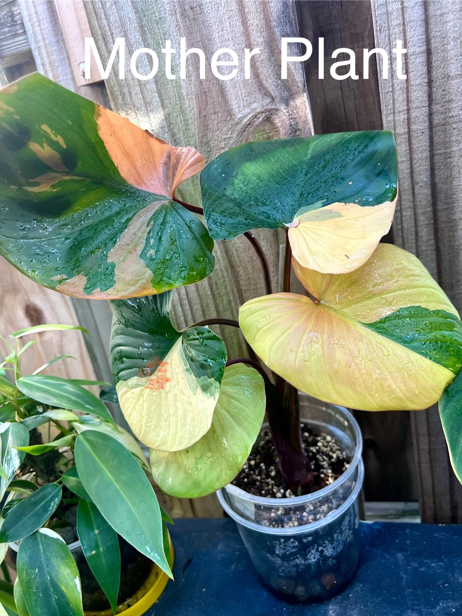 Homalomena Rubescens Pink Variegated - Etsy