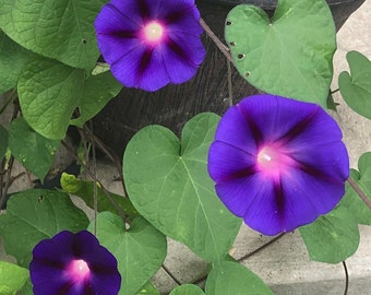 May include: Three purple morning glory flowers with pink centers bloom on a vine with green leaves.
