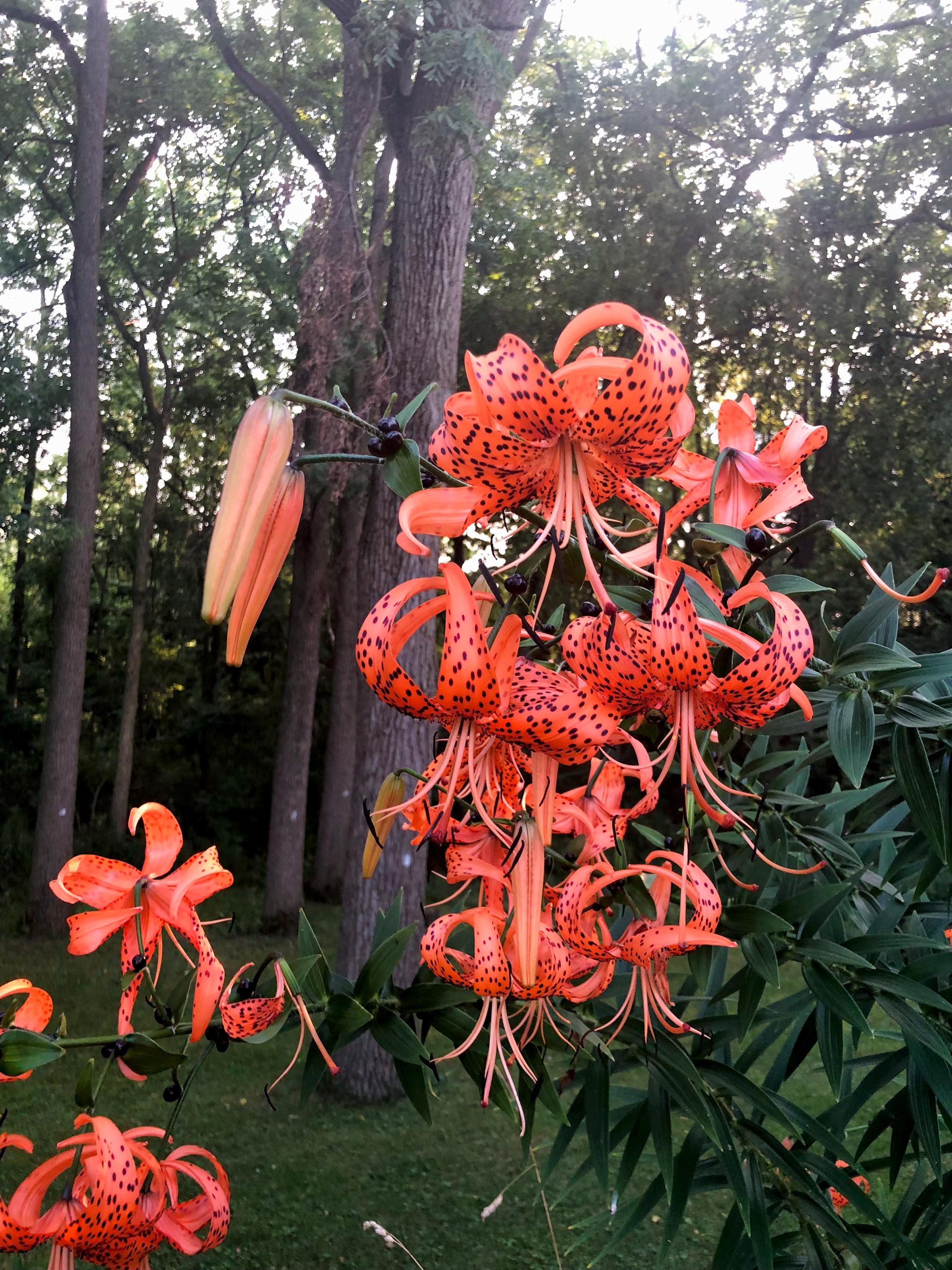 Tigerlily Seeds - Etsy