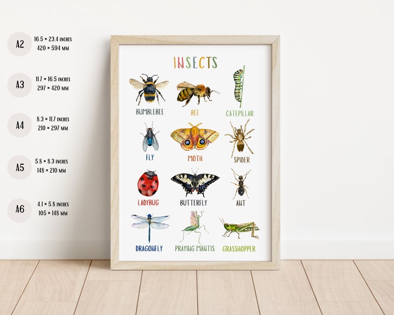 Insects Poster Educational Poster Classroom Decor Etsy