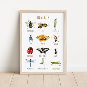 Cartel de insectos / cartel educativo / decoración del aula / preescolar imprimible / niños primavera imprimible / decoración de la habitación del niño / descarga digital