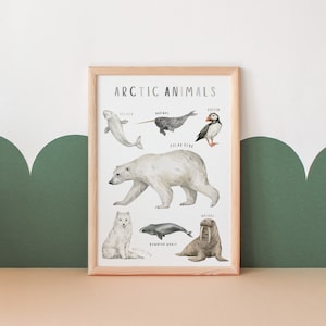 Cartel de animales árticos / Cartel educativo / Decoración del aula / Recursos de educación en el hogar / Decoración de la habitación para niños pequeños / Descarga digital