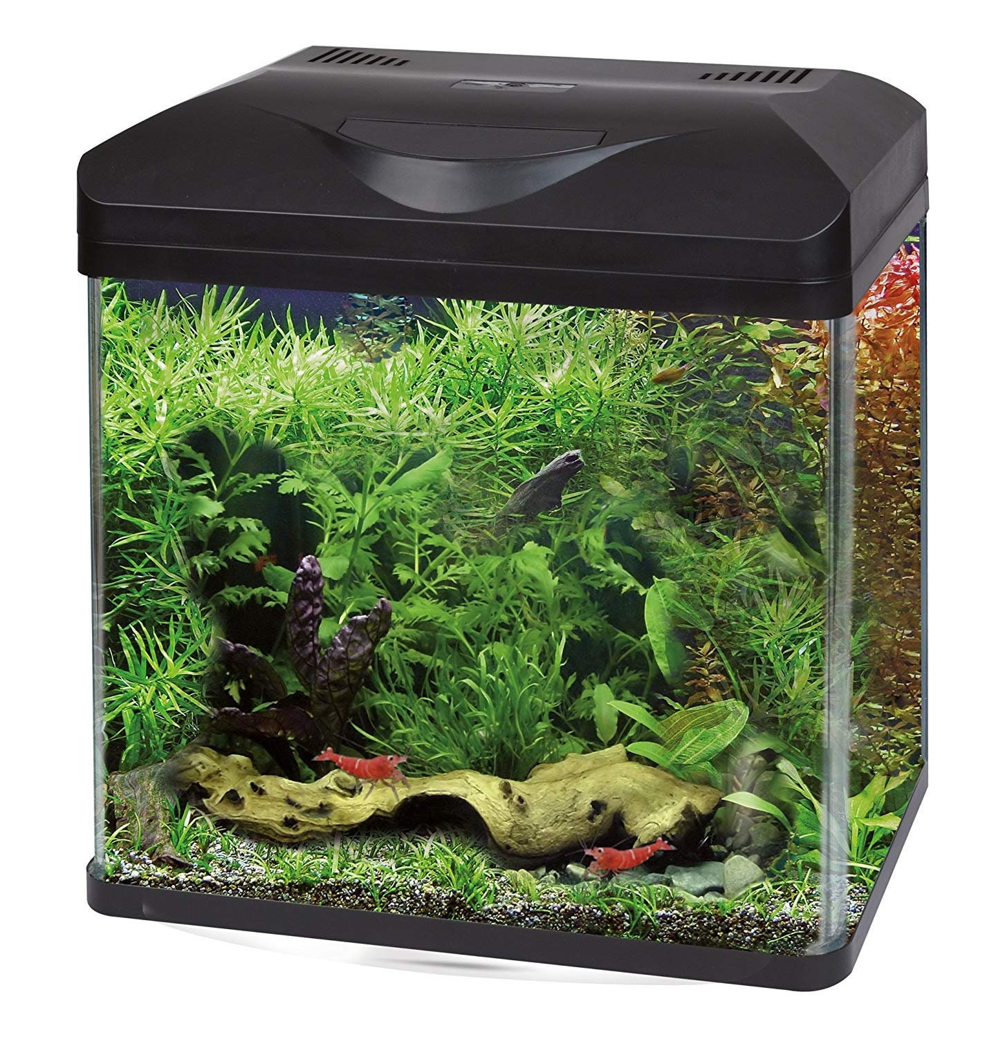 Buy 10 Gallon Aquarium Online In India -  India