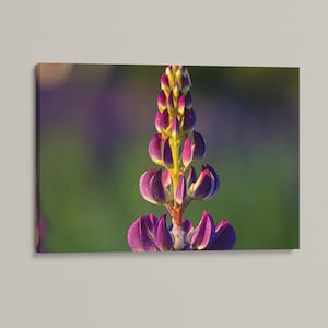 Lupine Wildflower Print: Sugar Hill, New Hampshire Spring Wall Art, Wildflower Art, Home Decor, Canvas Print, Metal Prints, Photo Prints