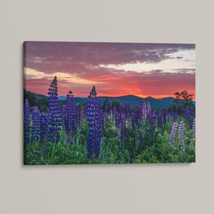 Lupine Wall Art: Sugar Hill New Hampshire Wall Decor, New England Home Decor, Wildflower Photography, Canvas Print, Metal Print, Photo Print