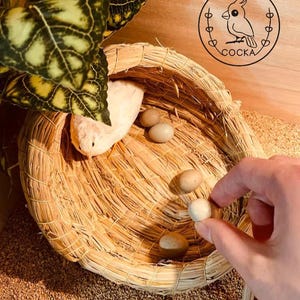 Button Quail Fresh Eggs for feeding pets COCKA