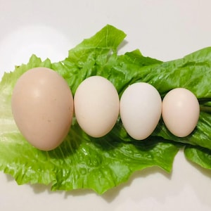 Serama Chicken eggs from World’s Smallest Chicken