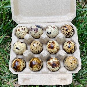 Quail Egg Cartons 12 eggs Paper Pulp Free Shipping Recycled COCKA