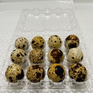 Quail Egg Cartons 12 eggs Plastic Free Shipping COCKA