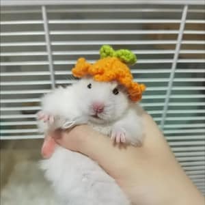 May include: A white hamster wearing a crocheted orange pumpkin hat with green leaves. The hamster is being held by a hand.