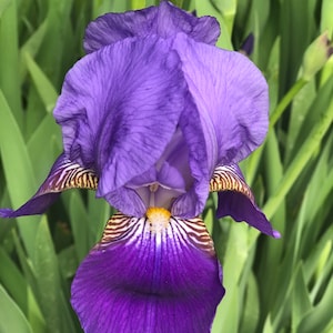 Peut inclure: Gros plan sur une fleur d'iris violette vibrante. La fleur présente des pétales froissés et un centre jaune, sur fond de feuillage vert. Les pétales présentent des nervures délicates et des motifs rayés.