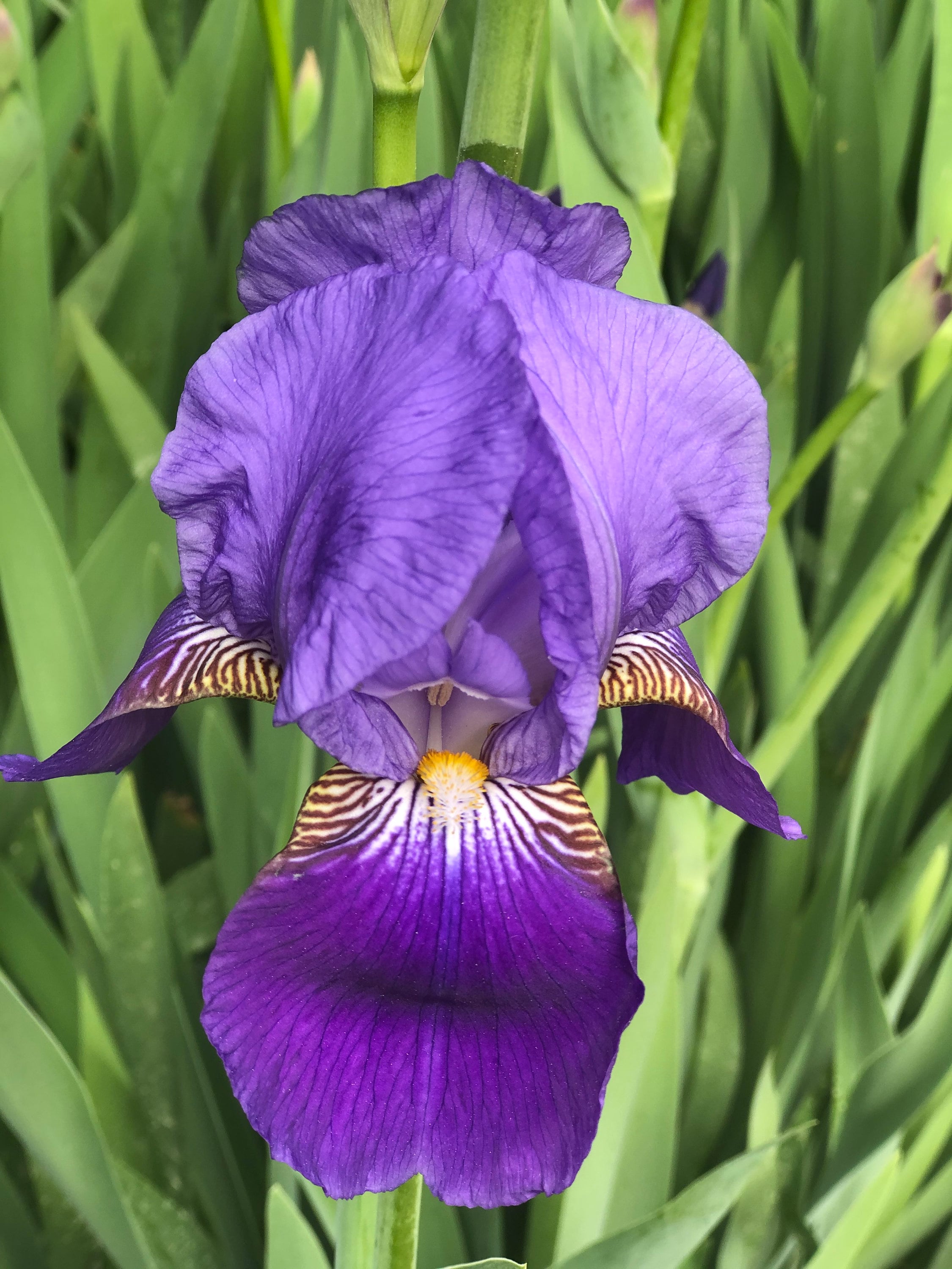 Diadoras Royal Purple Iris Rhizome Etsy