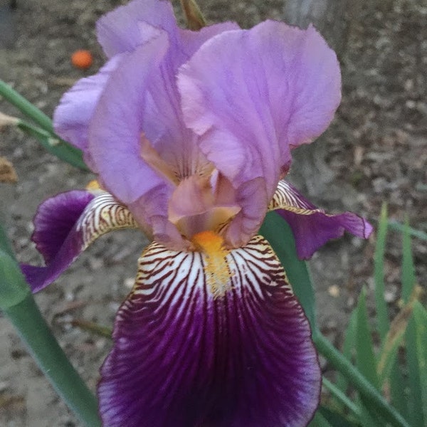 Pink Lady Bulbs Etsy