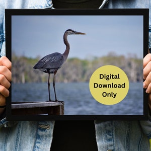 Heron Printable Wall Art, Digital Print, Nature, Photo, Home Decor, Digital Download, Nature Image, Hanging Wall Art