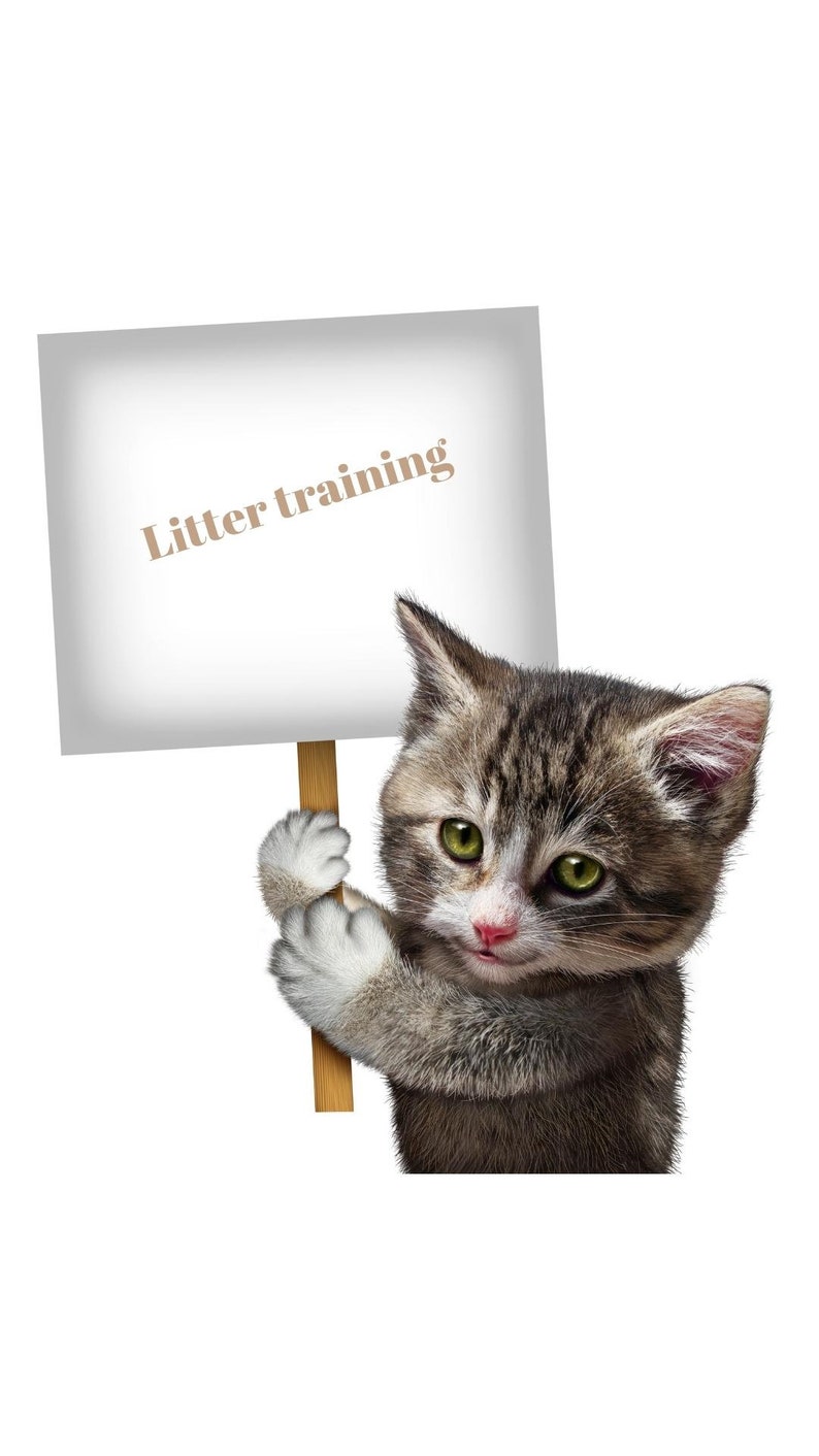 The Ultimate Guide to Cat Care: From Kitten to Senior. E-book, PDF Book ...