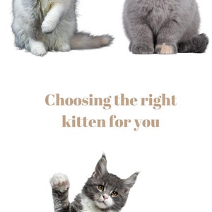 The Ultimate Guide to Cat Care: From Kitten to Senior. E-book, PDF Book ...