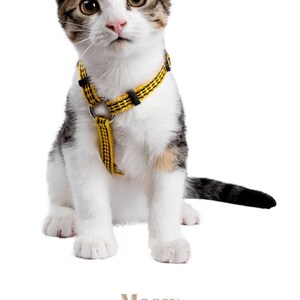 The Ultimate Guide to Cat Care: From Kitten to Senior. E-book, PDF Book ...