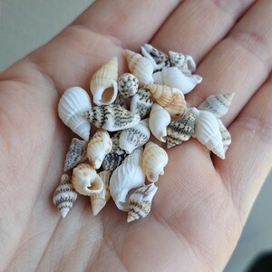 Peut inclure: Un ensemble de petits coquillages de différentes formes et couleurs, dont blanc, beige et marron. Les coquillages sont tenus dans une main, mettant en valeur leurs textures complexes et leur beauté naturelle. Idéal pour l'artisanat ou la décoration côtière.