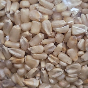 Puede incluir: Primer plano de una bolsa de plástico transparente llena de granos de maíz blancos. Los granos tienen formas y tamaños variados, algunos muestran una ligera decoloración. La imagen está bien iluminada, destacando la textura y los detalles del maíz.