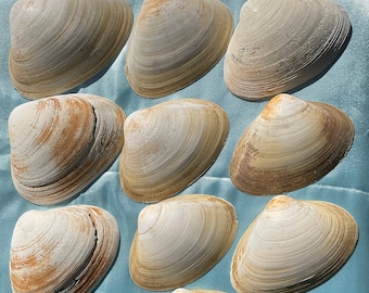 Natural 10 Quahog Clam Shells For Crafting, Découpage, Home Decor 4"-5" Cleaned