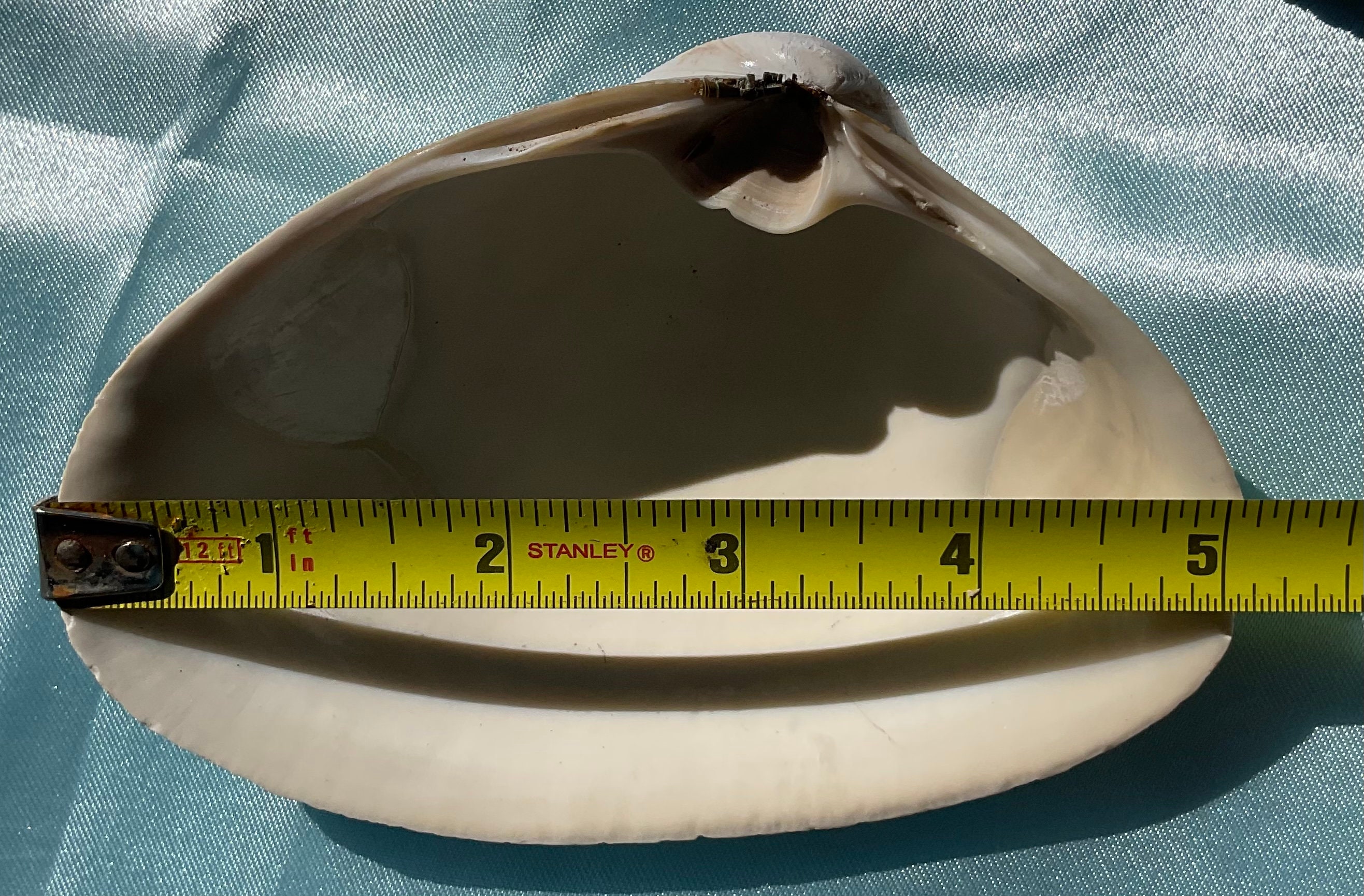 Natural 10 Quahog Clam Shells for Crafting, Découpage, Home Decor 4