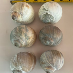 Moon Snail Shark Whale Eye Sea Shells Lot of Eight  2” - 2.5”