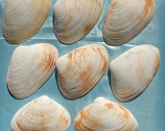 Natural 8 Quahog Clam Shells For Crafting, Découpage, Home Decor 5” - 6”Cleaned