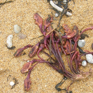 Seaweed, pebbles and shells - West Coast Tasmania beach textures - 8x10 matte finish