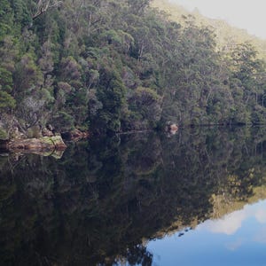 Puede incluir: Un paisaje sereno con una masa de agua tranquila que refleja el exuberante follaje verde y marrón de un bosque de ladera. La superficie del agua refleja el cielo y los árboles, creando una imagen simétrica.