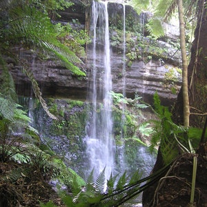 Könnte beinhalten: Ein malerischer Wasserfall stürzt eine dunkle Felswand hinab, umgeben von üppigen grünen Farnen und Blättern. Das Wasser fließt in zarten Bächen und schafft eine ruhige Naturkulisse. Das Bild fängt die Schönheit einer Waldumgebung ein.